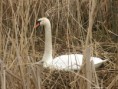 /album/my-local-birding-gallery/mute-swan-readying-its-nest-site-jpg/
